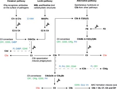 Therapeutic Lessons to be Learned From the Role of Complement Regulators as Double-Edged Sword in Health and Disease